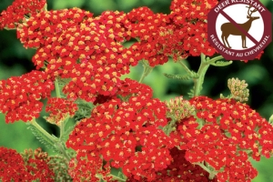 Achillea 'Paprika' 